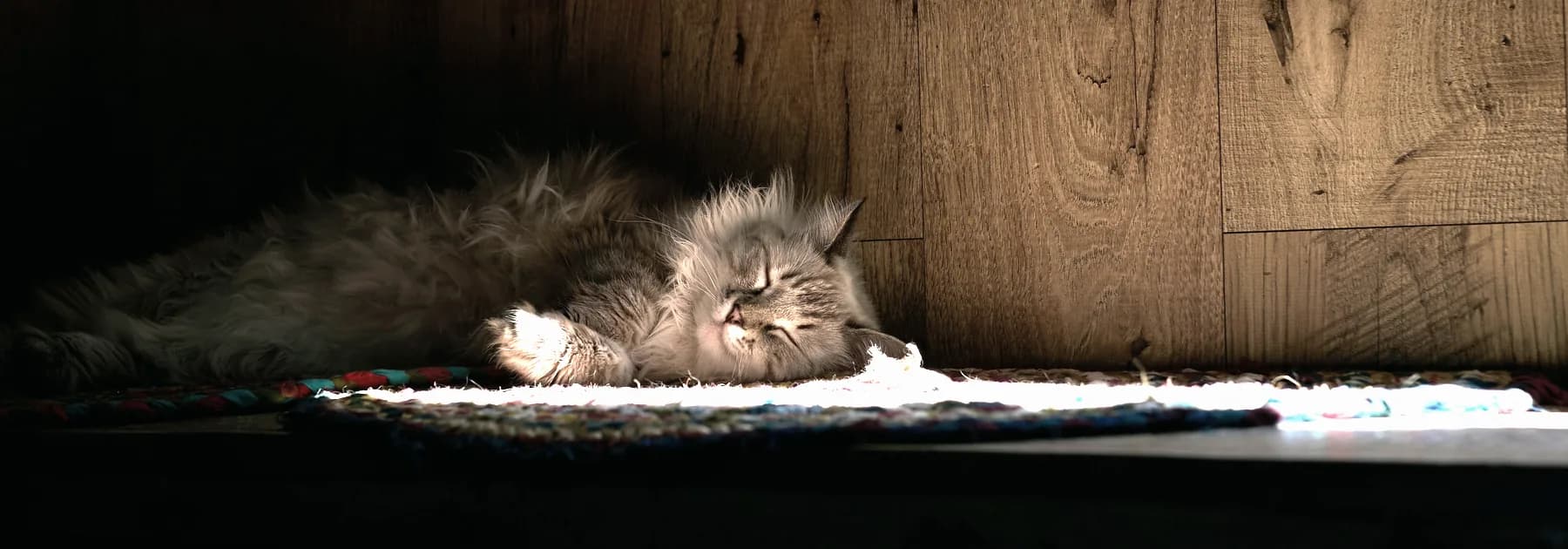 Un gatto dorme su un tappeto, in una lama di luce, accanto a una parete di legno