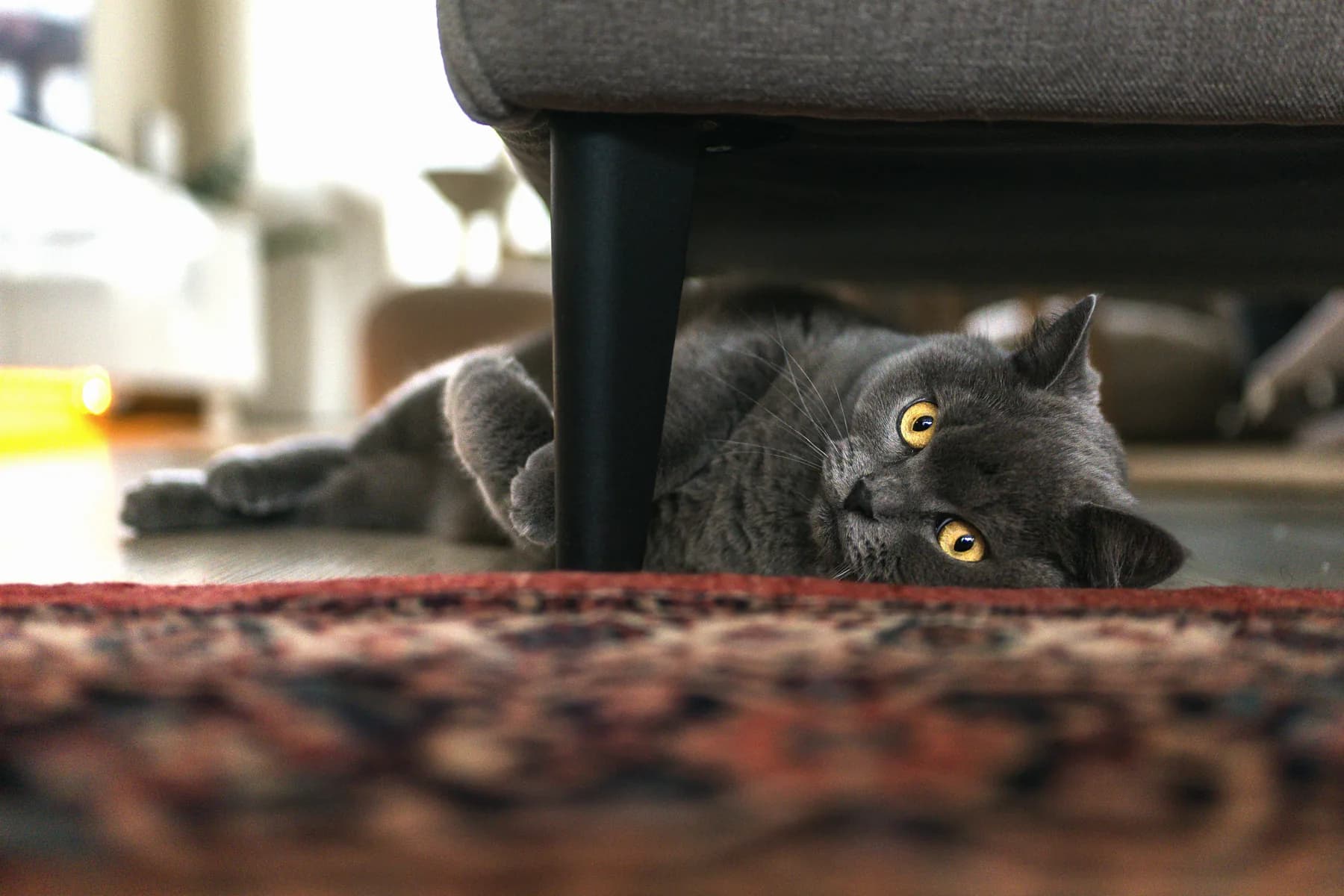 Un gatto grigio sdraiato su un tappeto, sotto il bordo di un divano